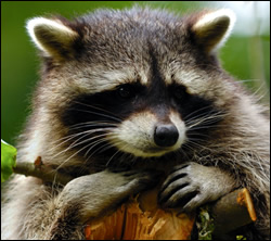 Citrus Park raccoon removal